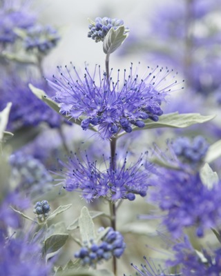Caryopteris x clandonensis STERLING SILVER 'Lissilv'