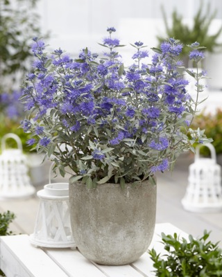 Caryopteris x clandonensis STERLING SILVER 'Lissilv' (1)