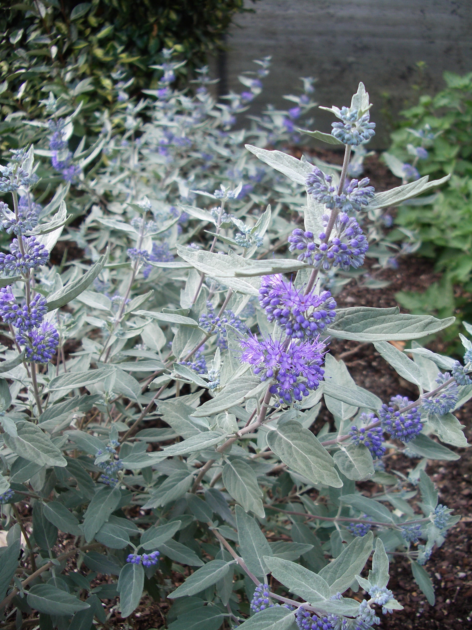 Caryopteris_SterlingSilver_LISSILV_Sep2006