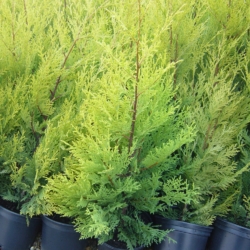 Cuprocyparis leylandii