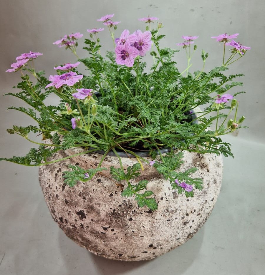 Erodium_SpanishEyes_GENEYES_Apr2026-CK-NL