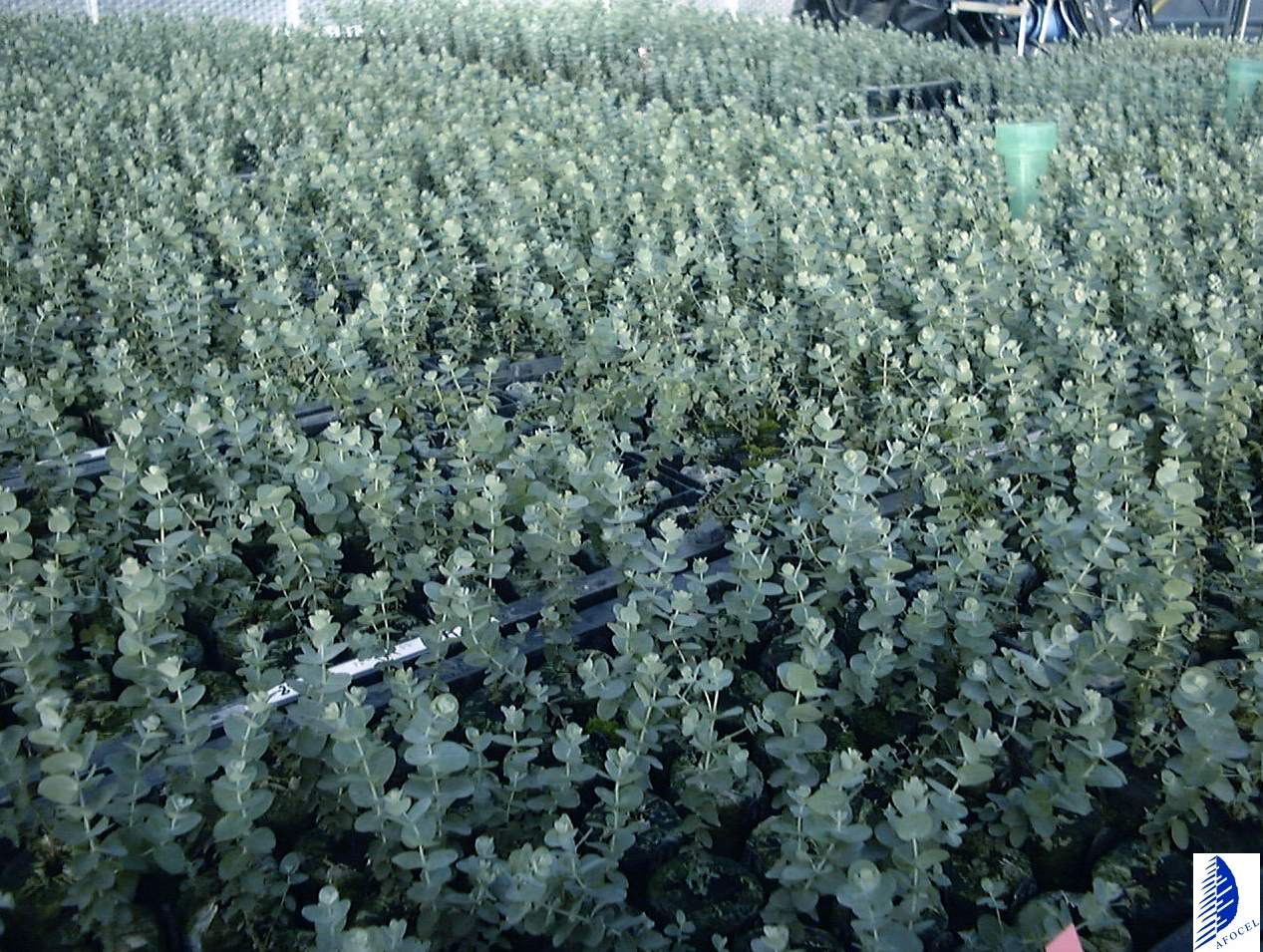 Eucalyptus gunnii Hook. F. AZURA `Cagire' (2)