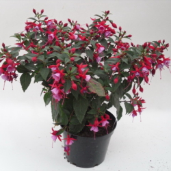 Fuchsia hybrid