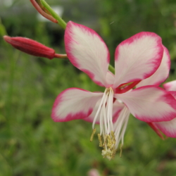 Gaura lindheimeri