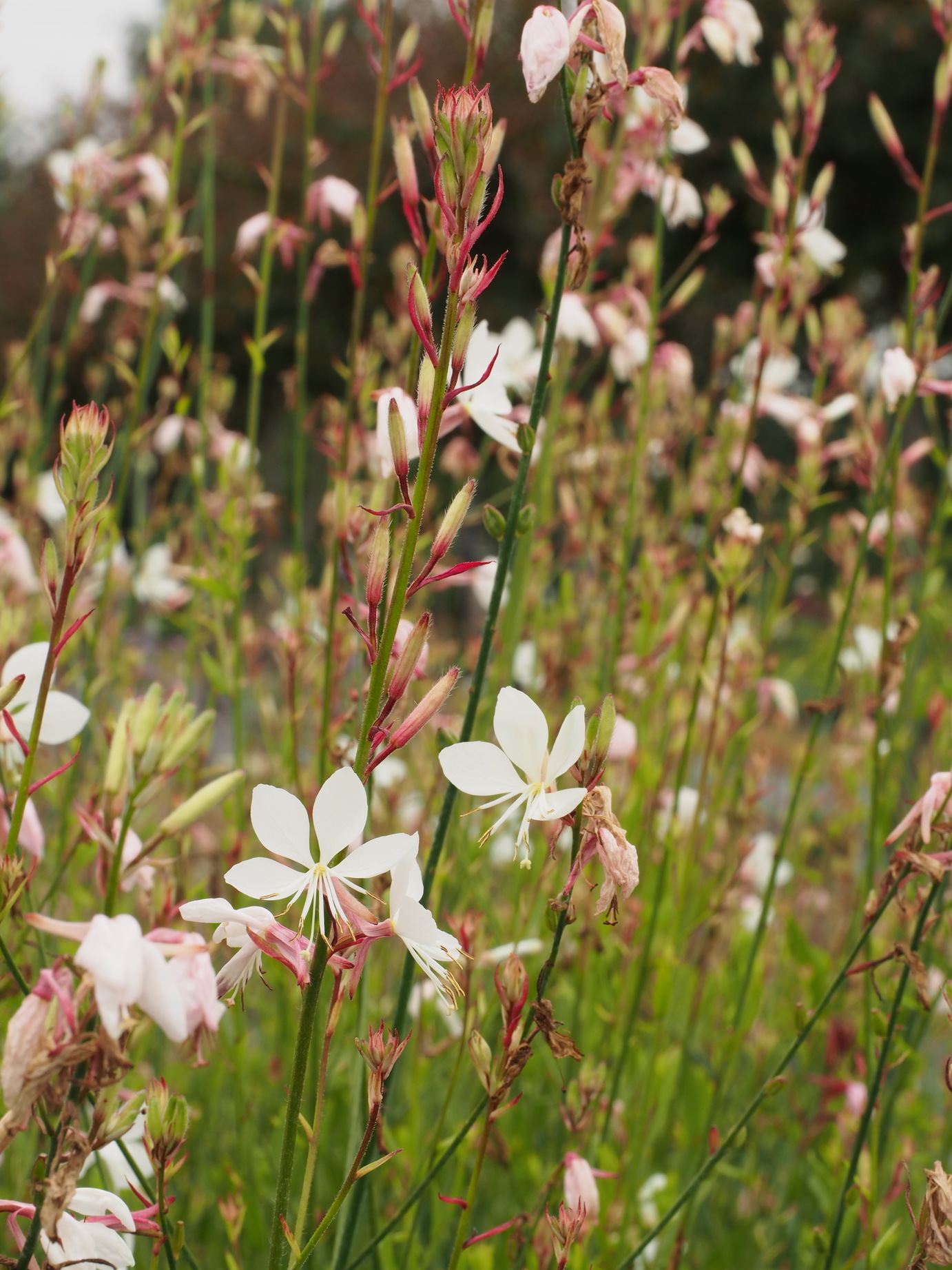 Gaura_IceCoolRosy_HARCOOL_Aug2015 (4)