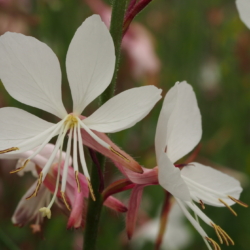 Gaura lindheimeri
