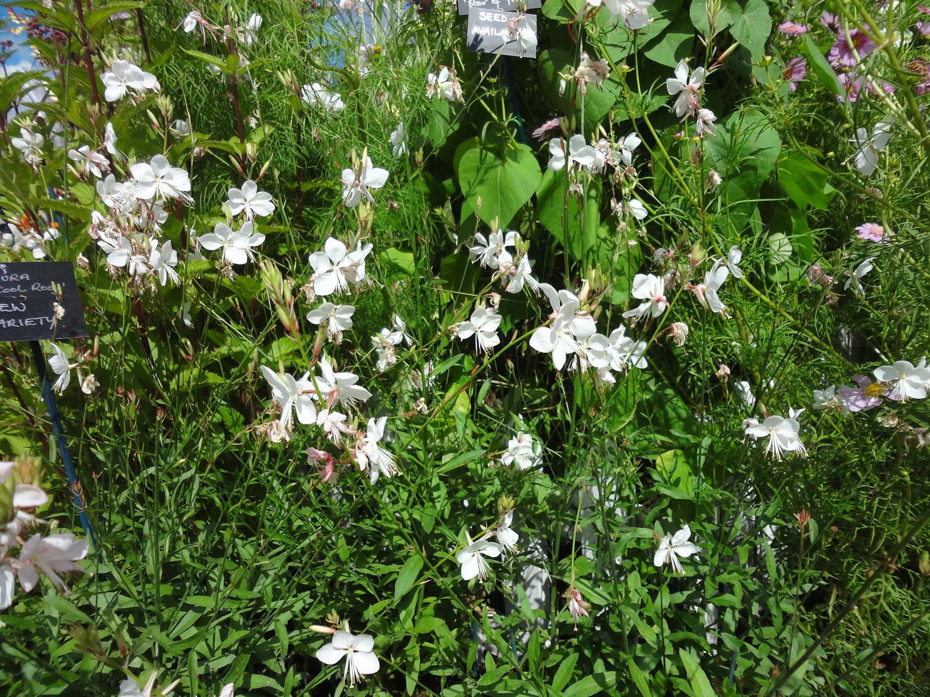 Gaura_IceCoolRosy_HARCOOL_Aug2016 (1)
