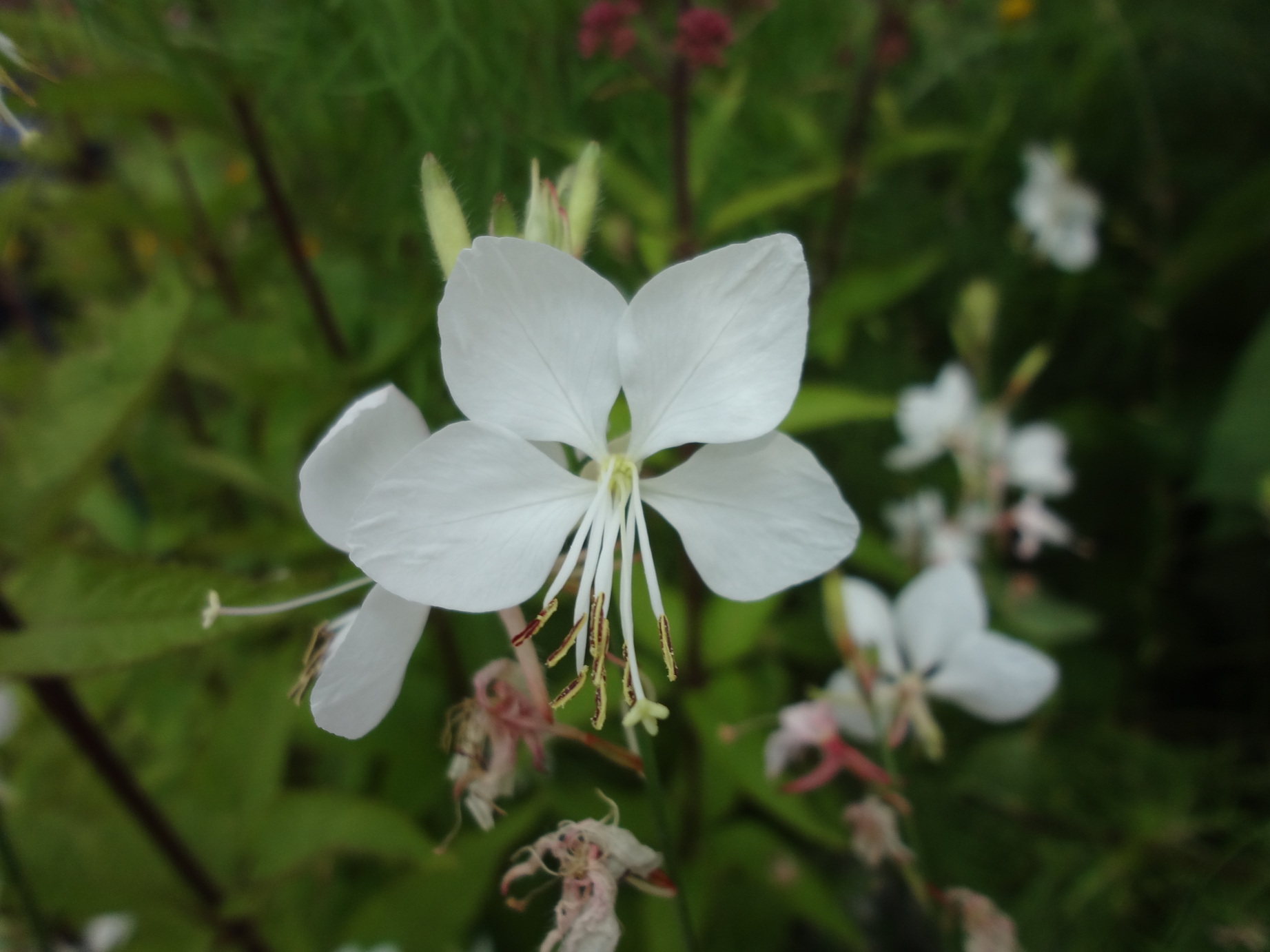 Gaura_IceCoolRosy_HARCOOL_Aug2016 (6)