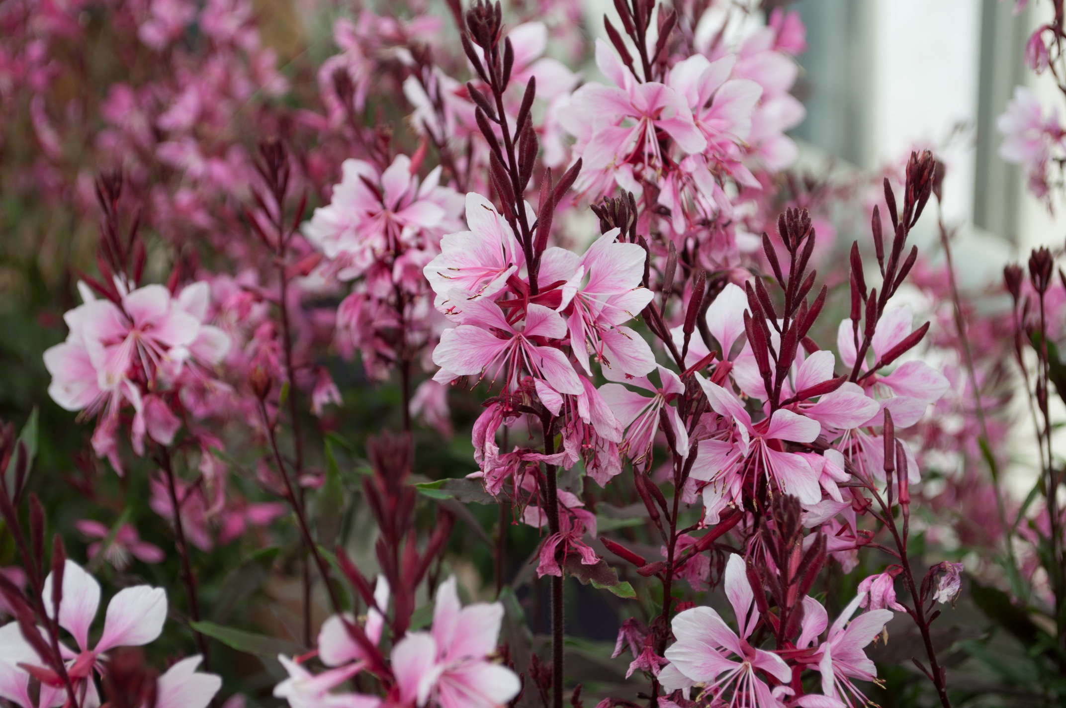 Gaura_Rosyjane_HARROSY_Jun2016-HISHTIL (9)