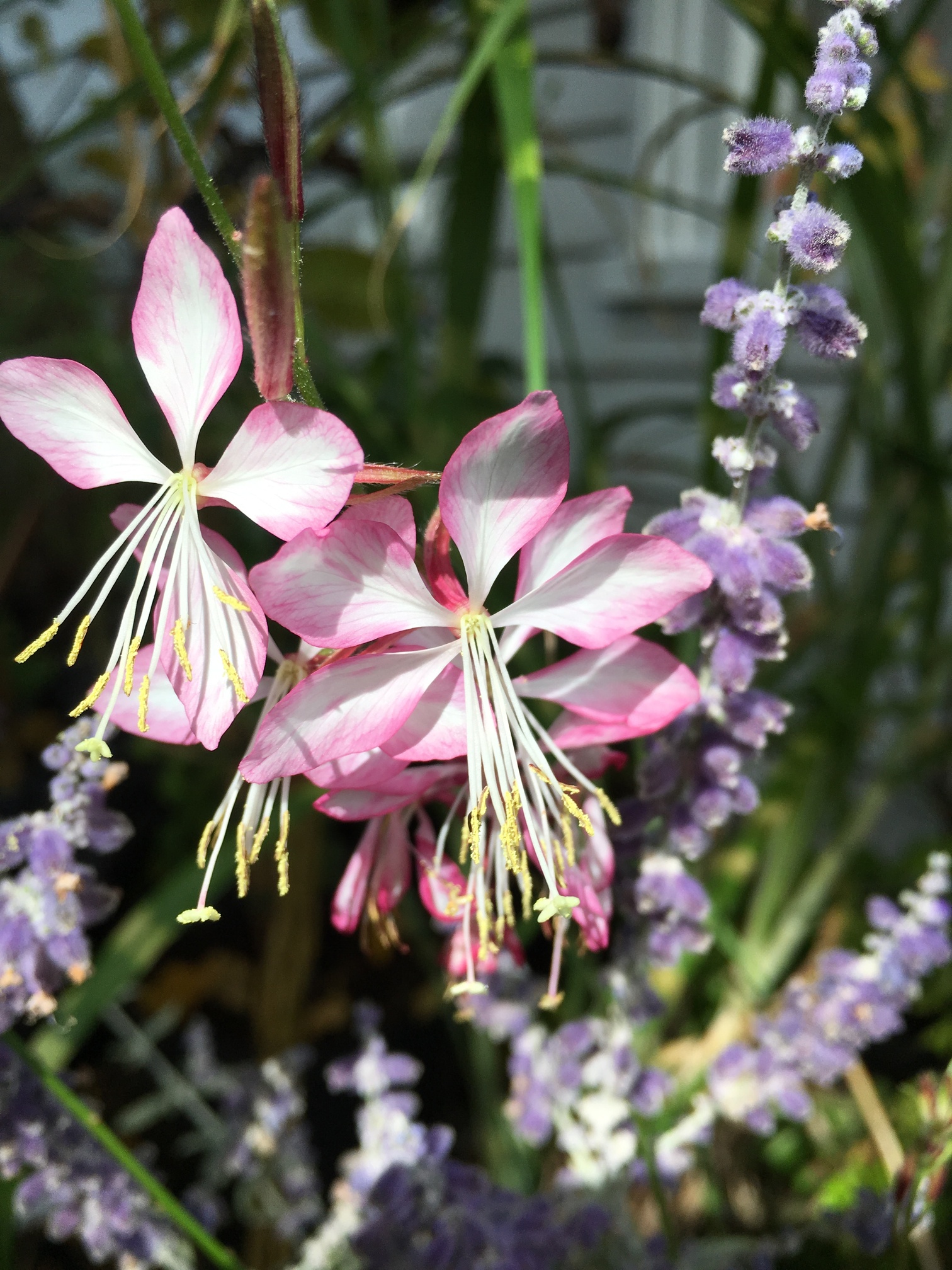 Gaura_Rosyjane_HARROSY_Sep2018-Four Oaks 2018