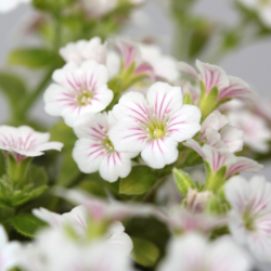 Gypsophila cerastioides