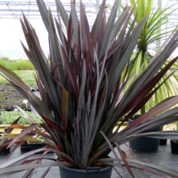 Phormium tenax