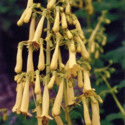 Phygelius