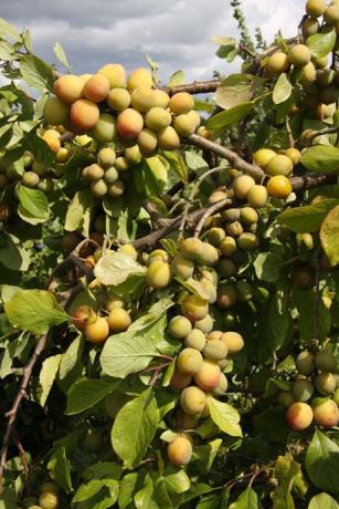 Prunus domestica Greengage STELLA'S STAR