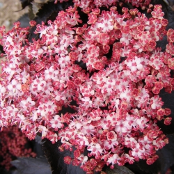 Sambucus nigra L.