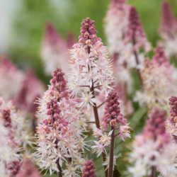 Tiarella cordifolia