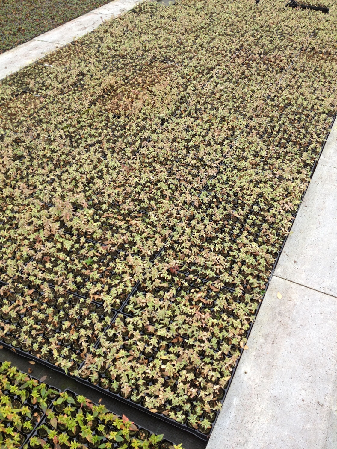abelia-grandiflora-lucky-lots-wevo2