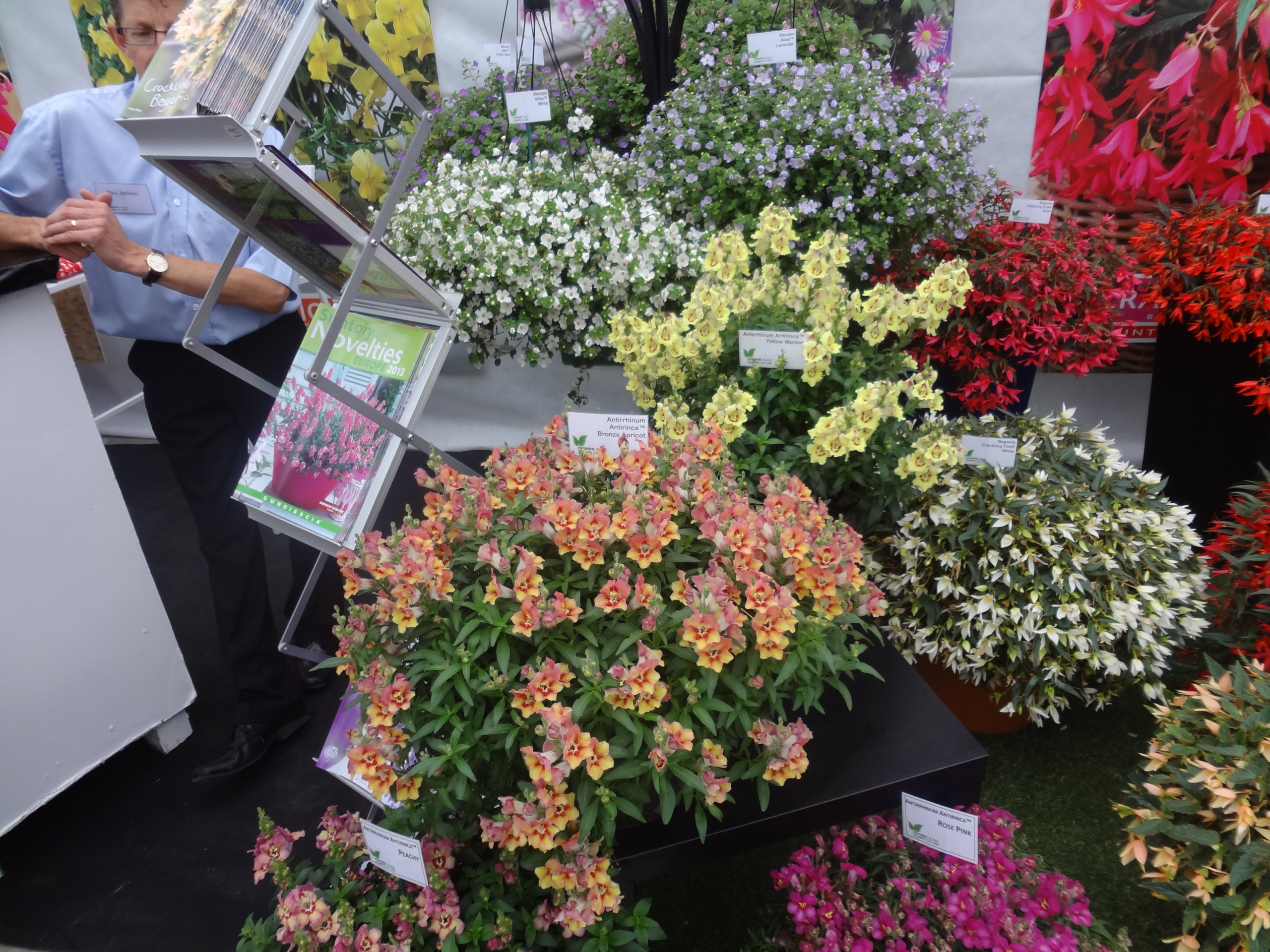 antirrhinum-antirinca-bronze-apricot
