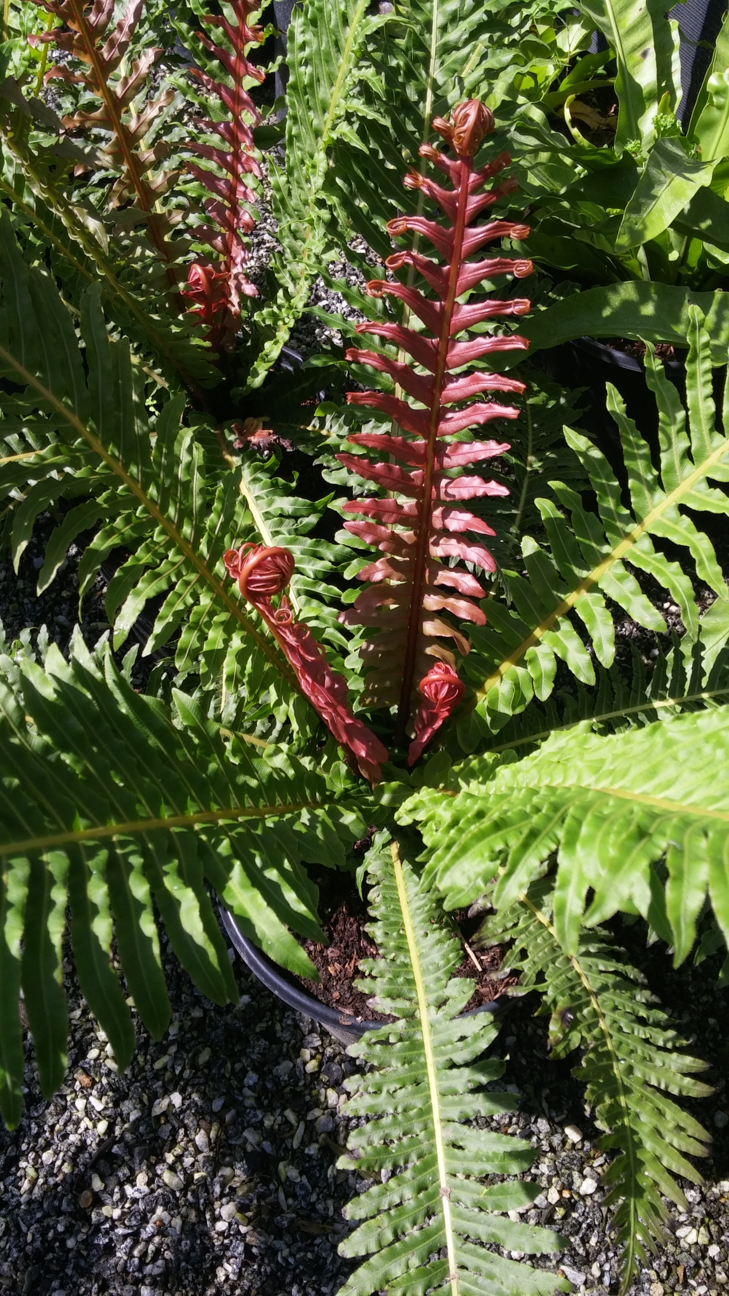 blechnum-brasiliense-volcano-volcano-3