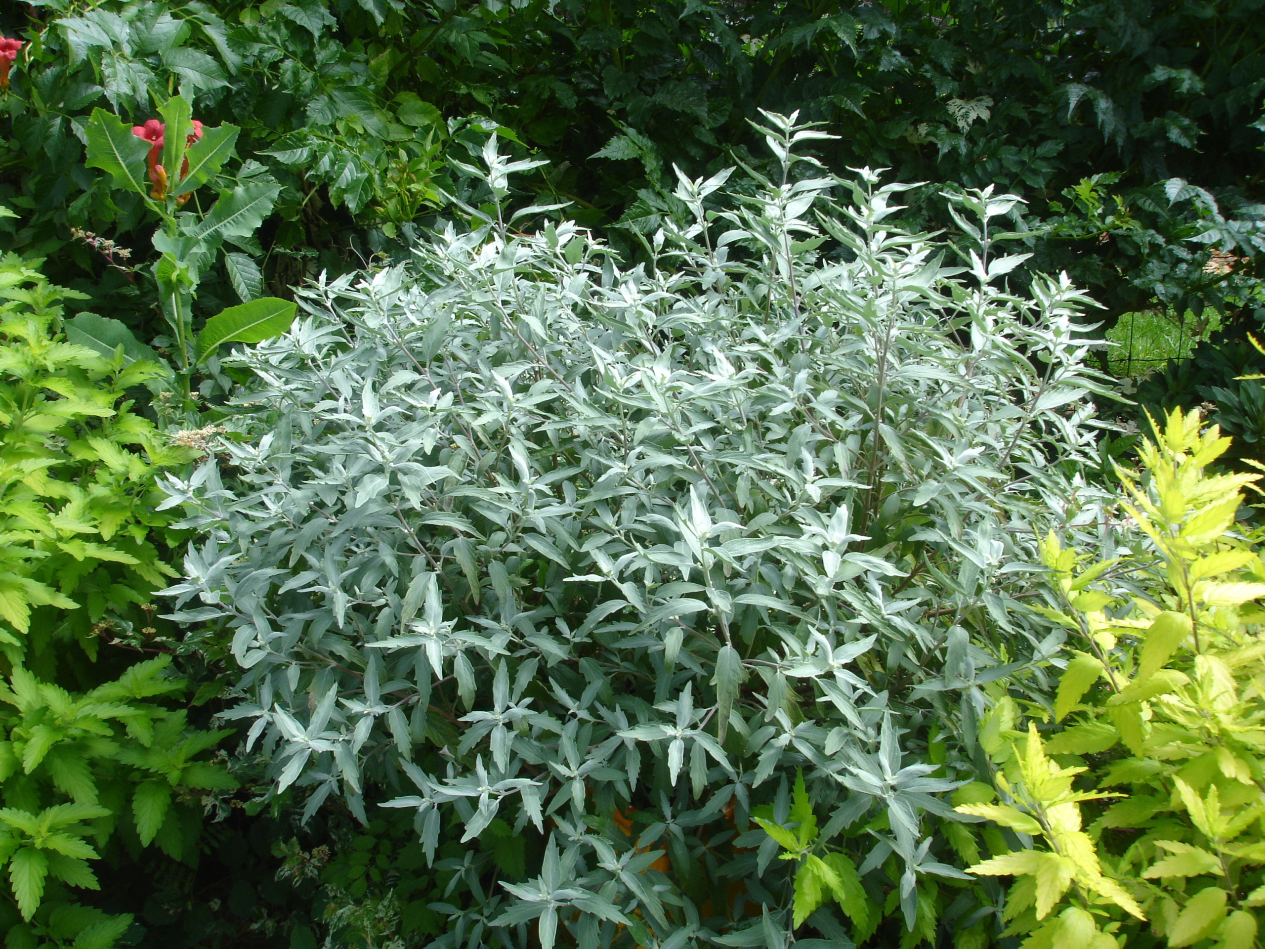 caryopteris-x-clandonensis-sterling-silver-lissilv