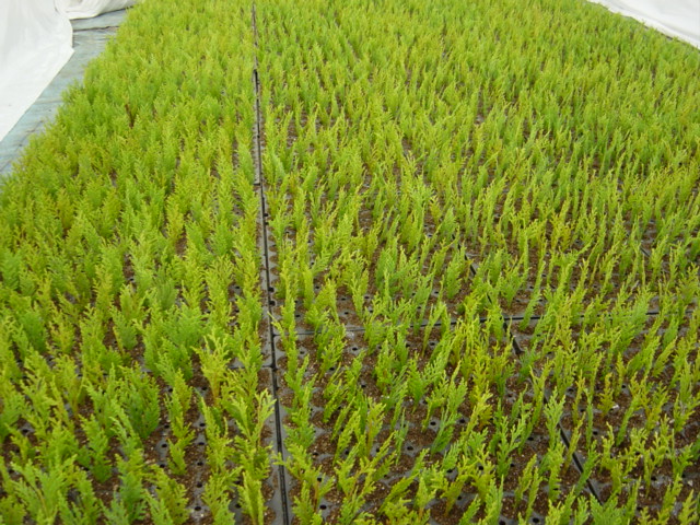 cuprocyparis-leylandii-excalibur-gold-drabb