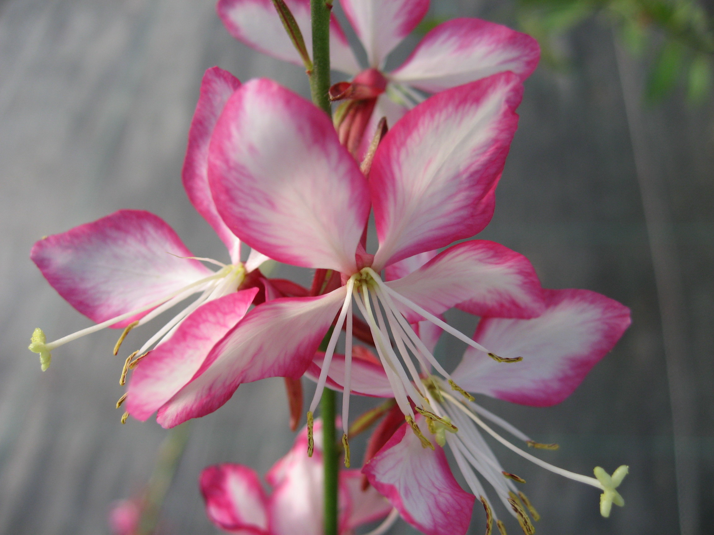 gaura-lindheimeri-rosyjane-harrosy-1