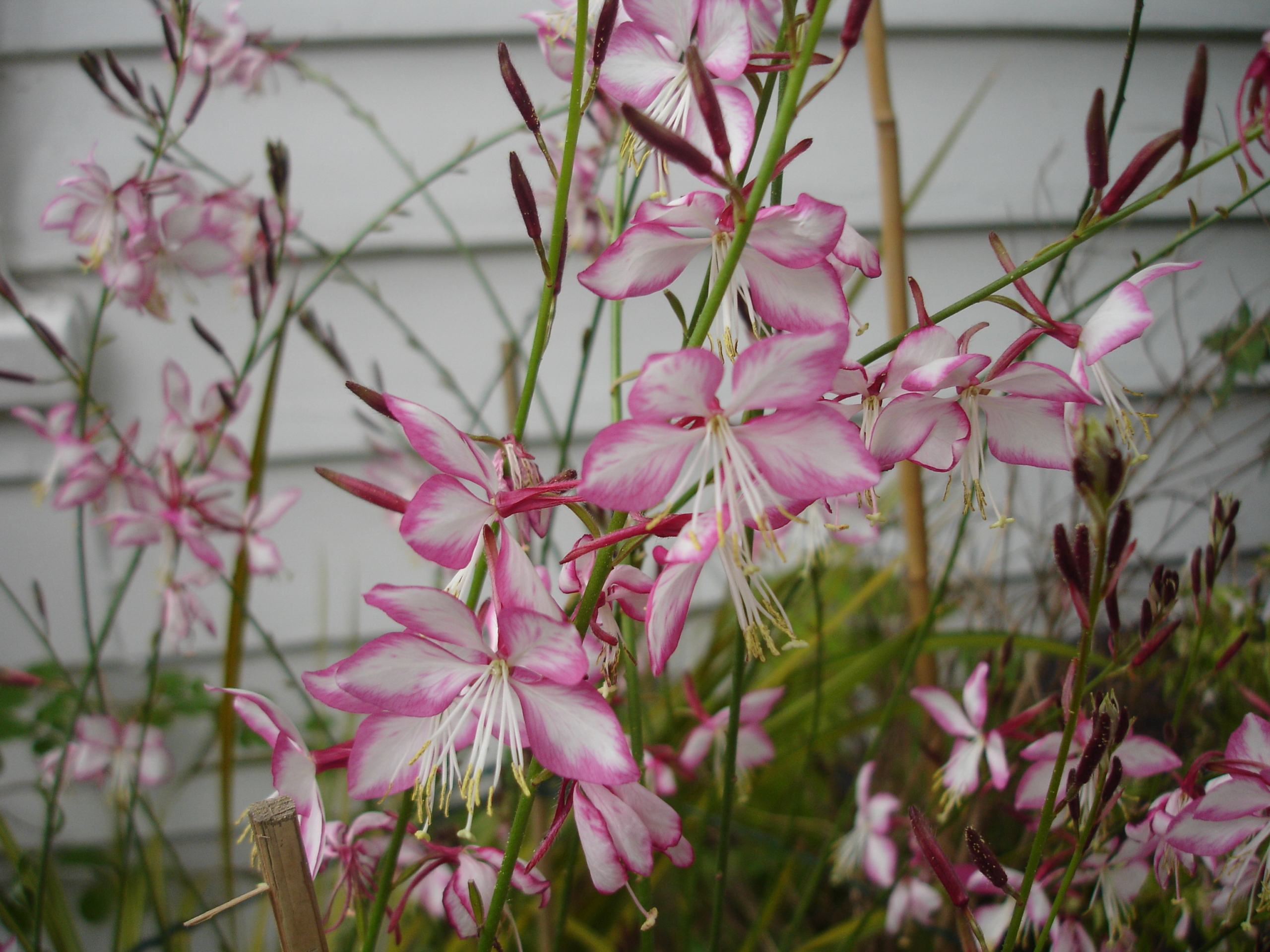 gaura-lindheimeri-rosyjane-harrosy-2