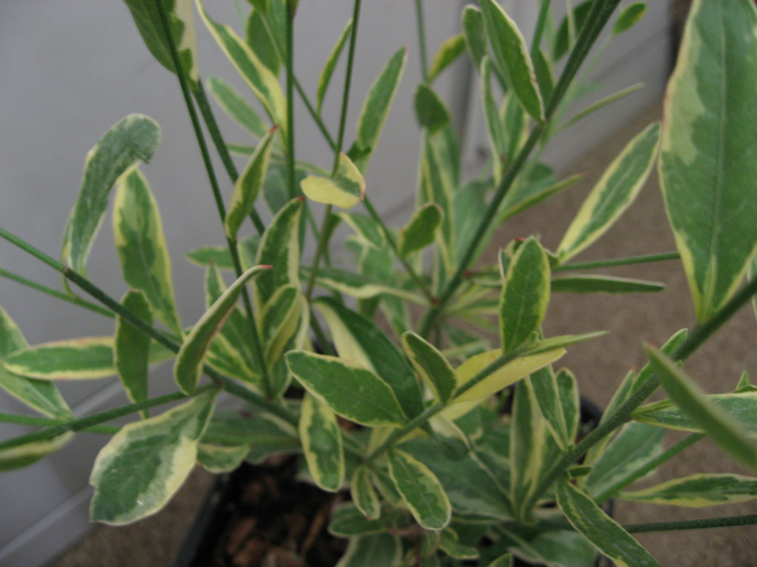 gaura-lindheimeri-rosyjane-harrosy-4