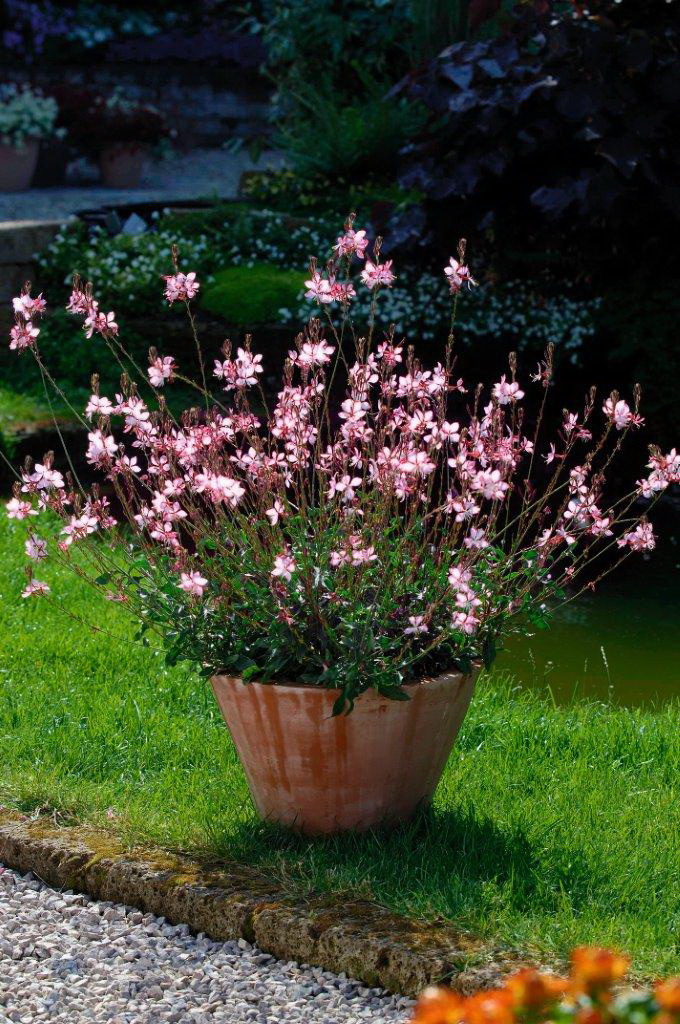 gaura-lindheimeri-rosyjane-harrosy