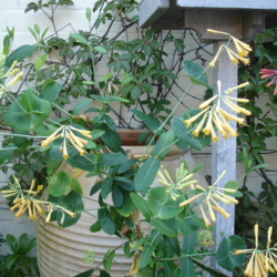 Lonicera sempervirens