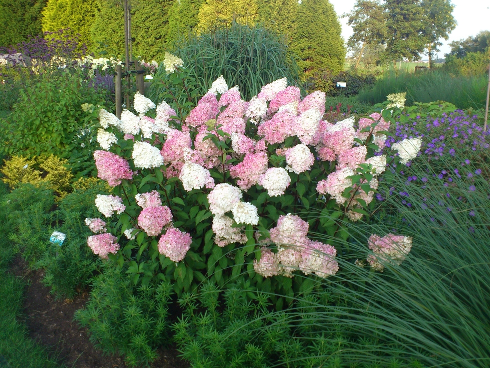Hydrangea_VanilleFraise_RENHY_Aug2013_2_30
