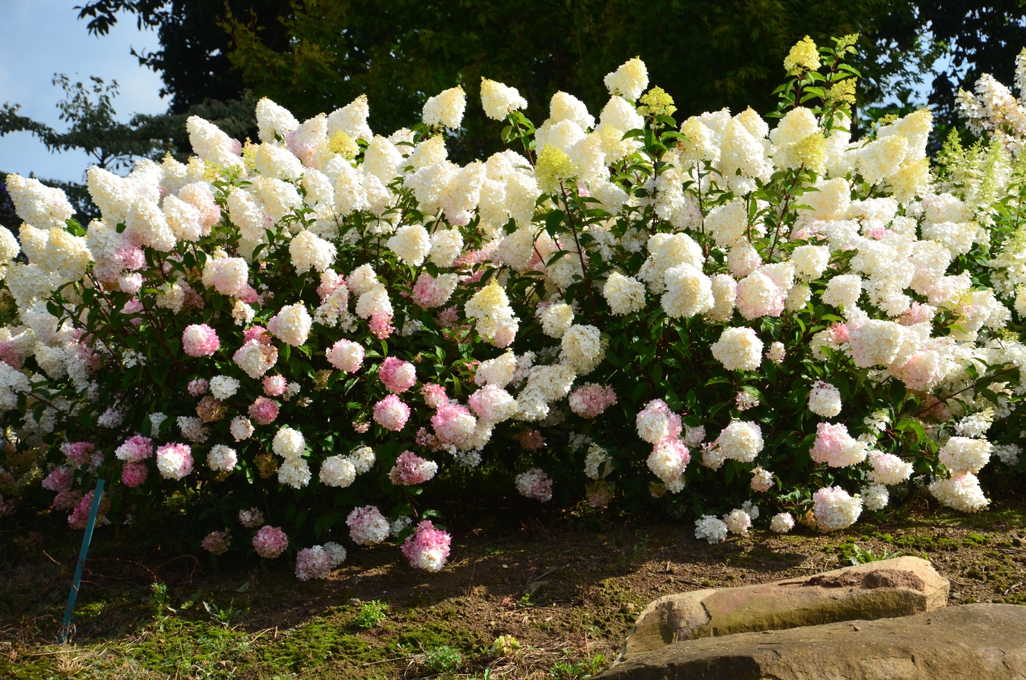 Hydrangea_VanilleFraise_RENHY_Aug2014_30
