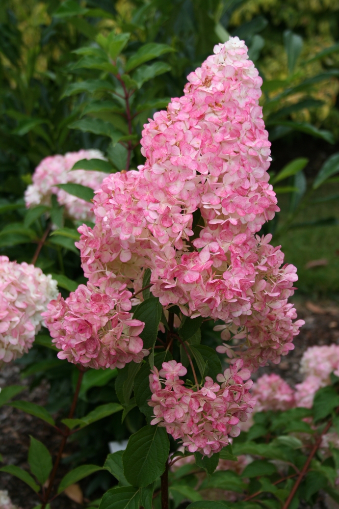 Hydrangea_VanilleFraise_RENHY_May2013_4_30