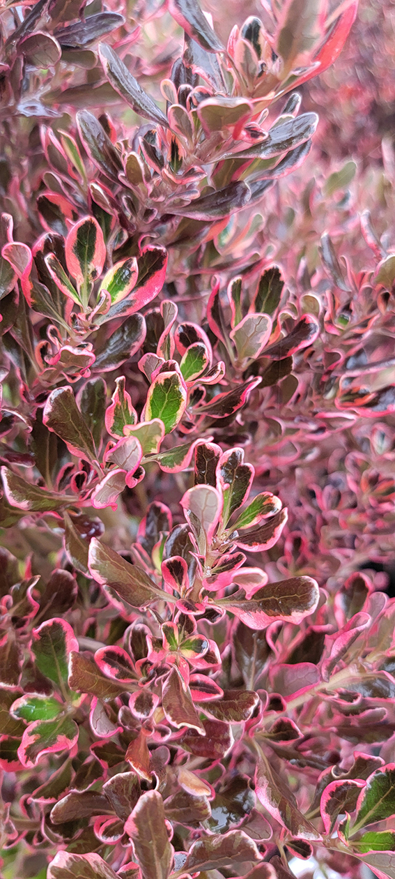 Coprosma repens - Genesis Plant Marketing Ltd