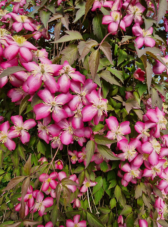 Clematis montana - Genesis Plant Marketing Ltd