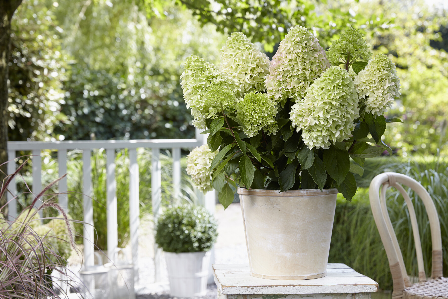 Hydrangea paniculata Little Fraise