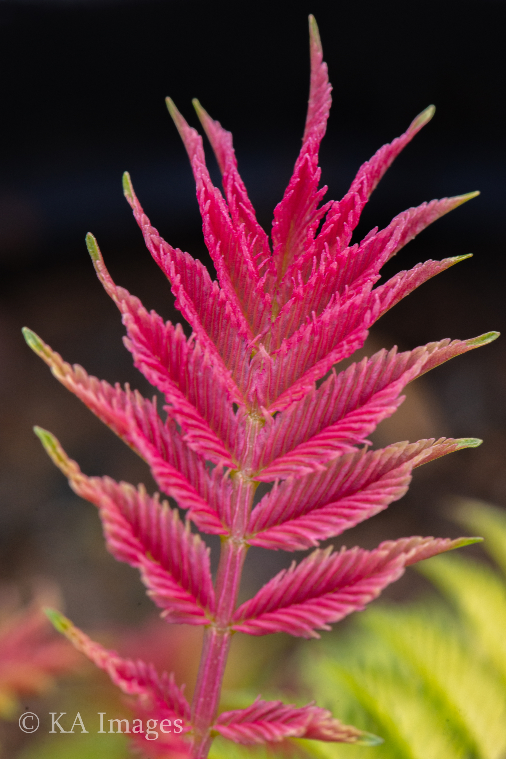 CrimsonFeatherKA