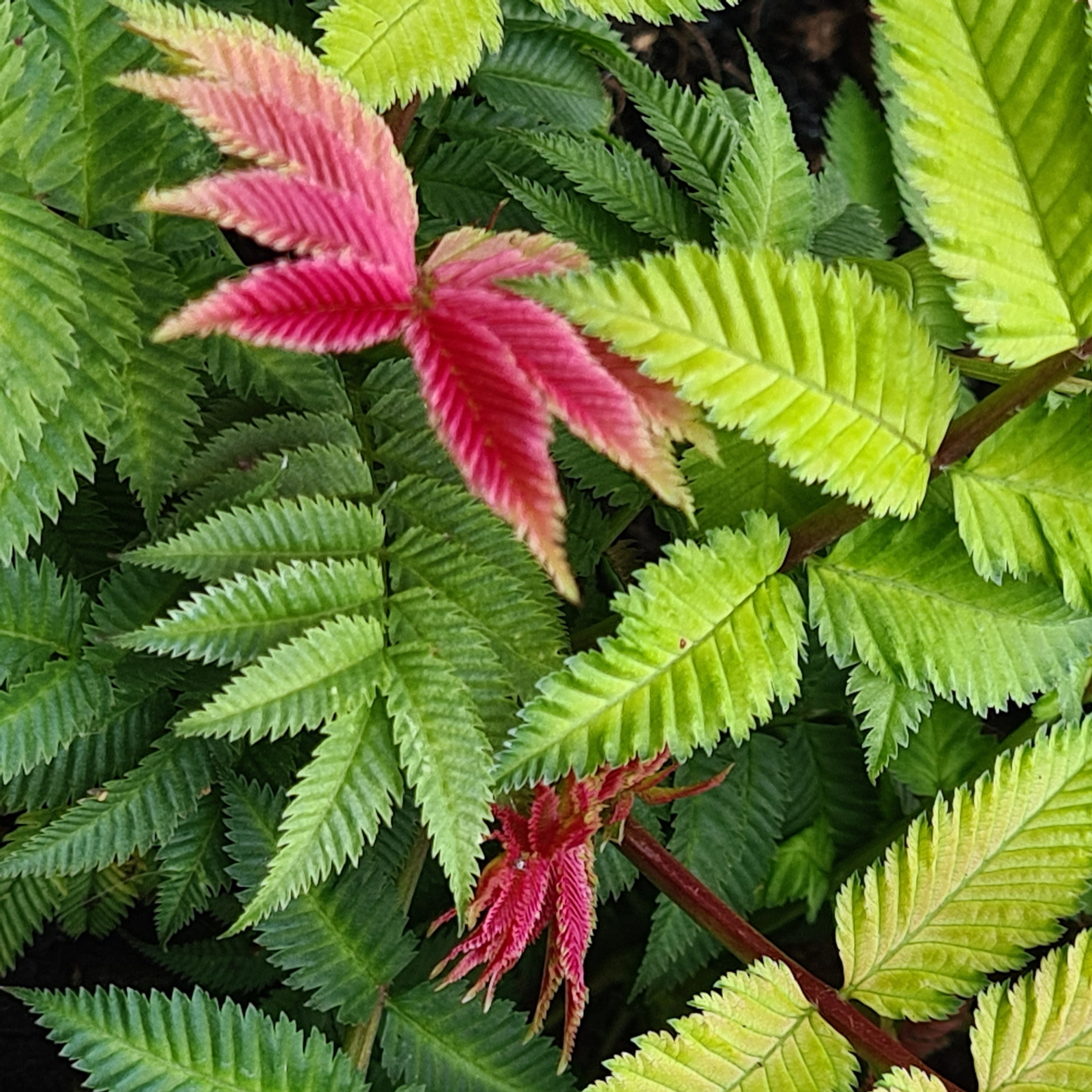 Sorbaria `Crimson Feather' HYFARIA