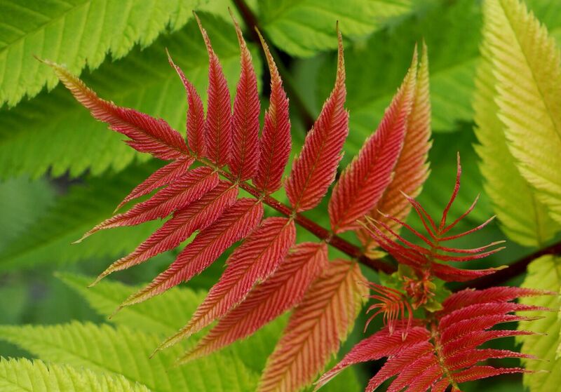 Sorbaria Crimson Feather HYFARIA
