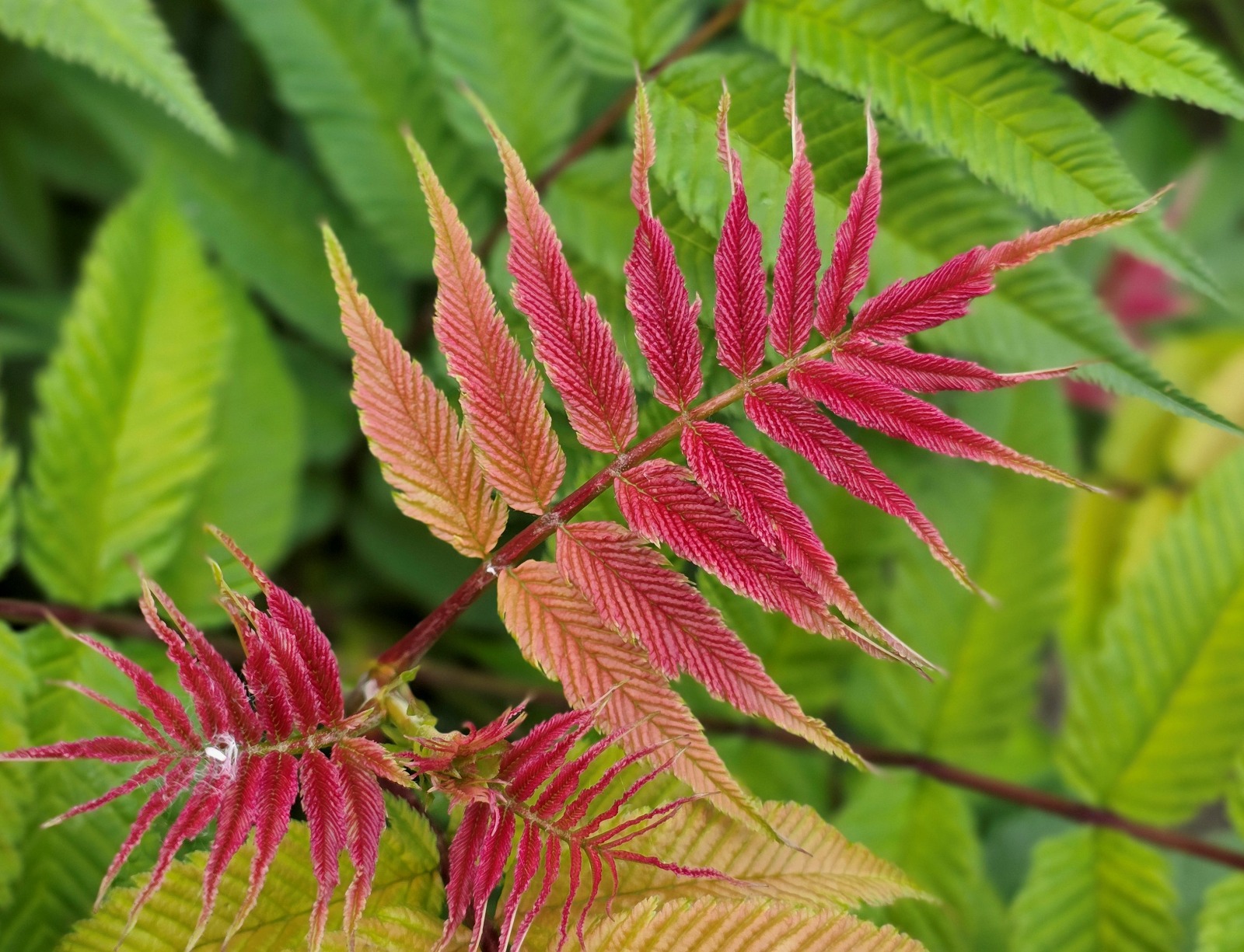 Sorbaria_CrimsonFeather_HYFARIA_Jan2026-Plantipp(2)