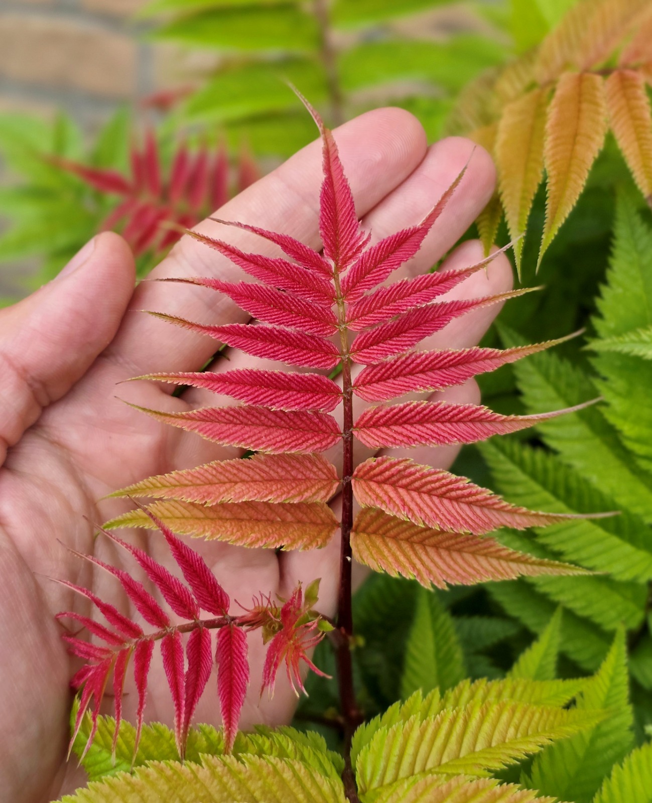 Sorbaria_CrimsonFeather_HYFARIA_Jan2026-Plantipp(3)