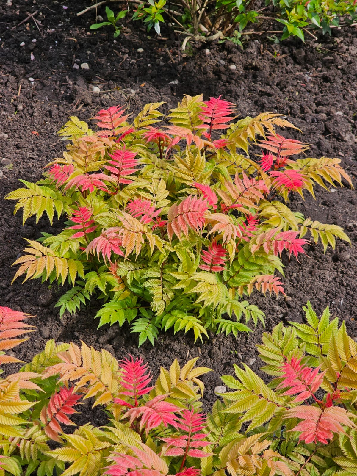 Sorbaria Crimson Feather