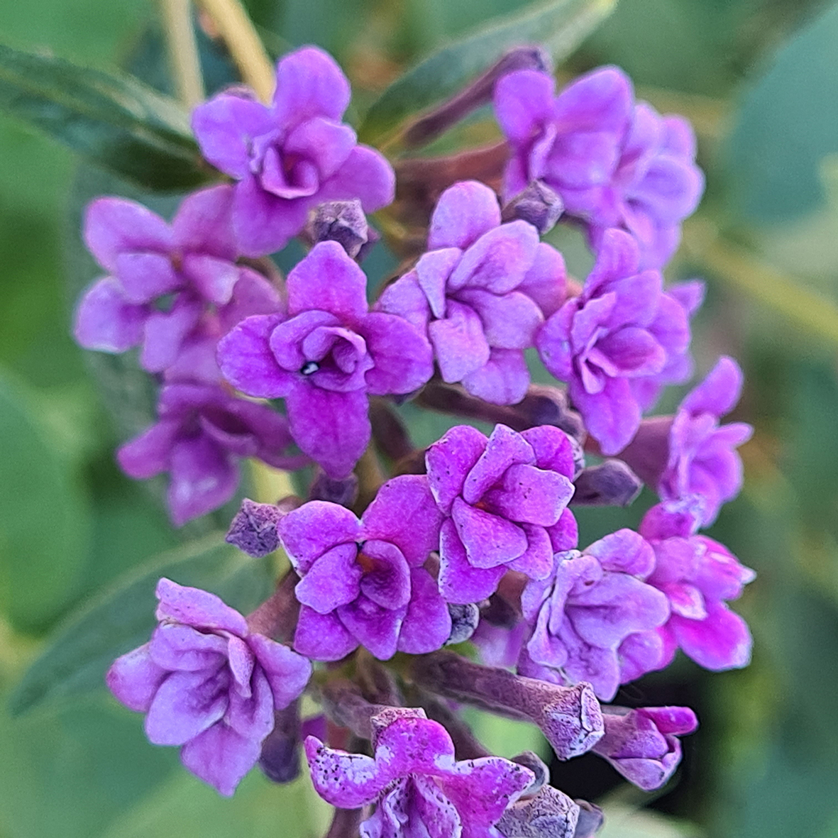 Buddleja-Floral-Fanfare