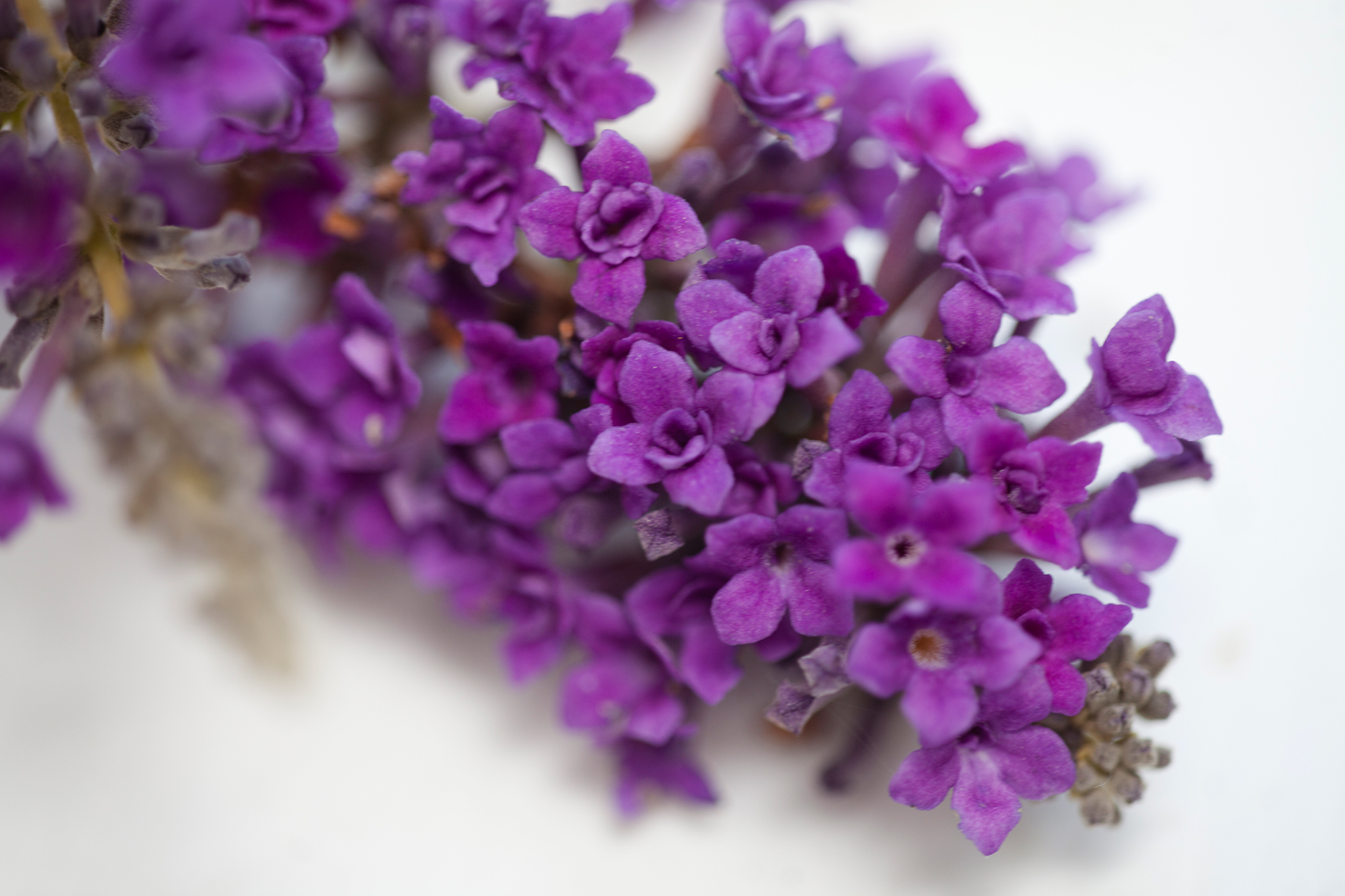 Buddleja-Floral-Fanfare