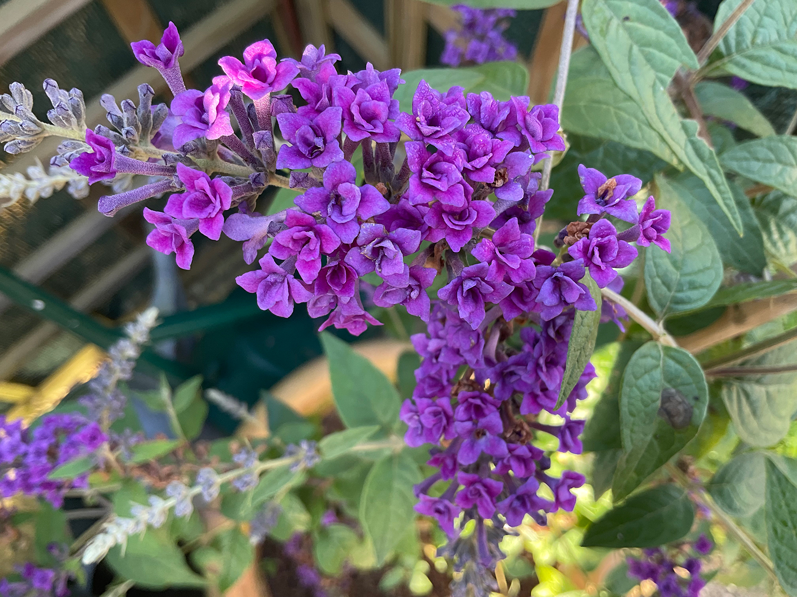 Buddleja-Floral-Fanfare