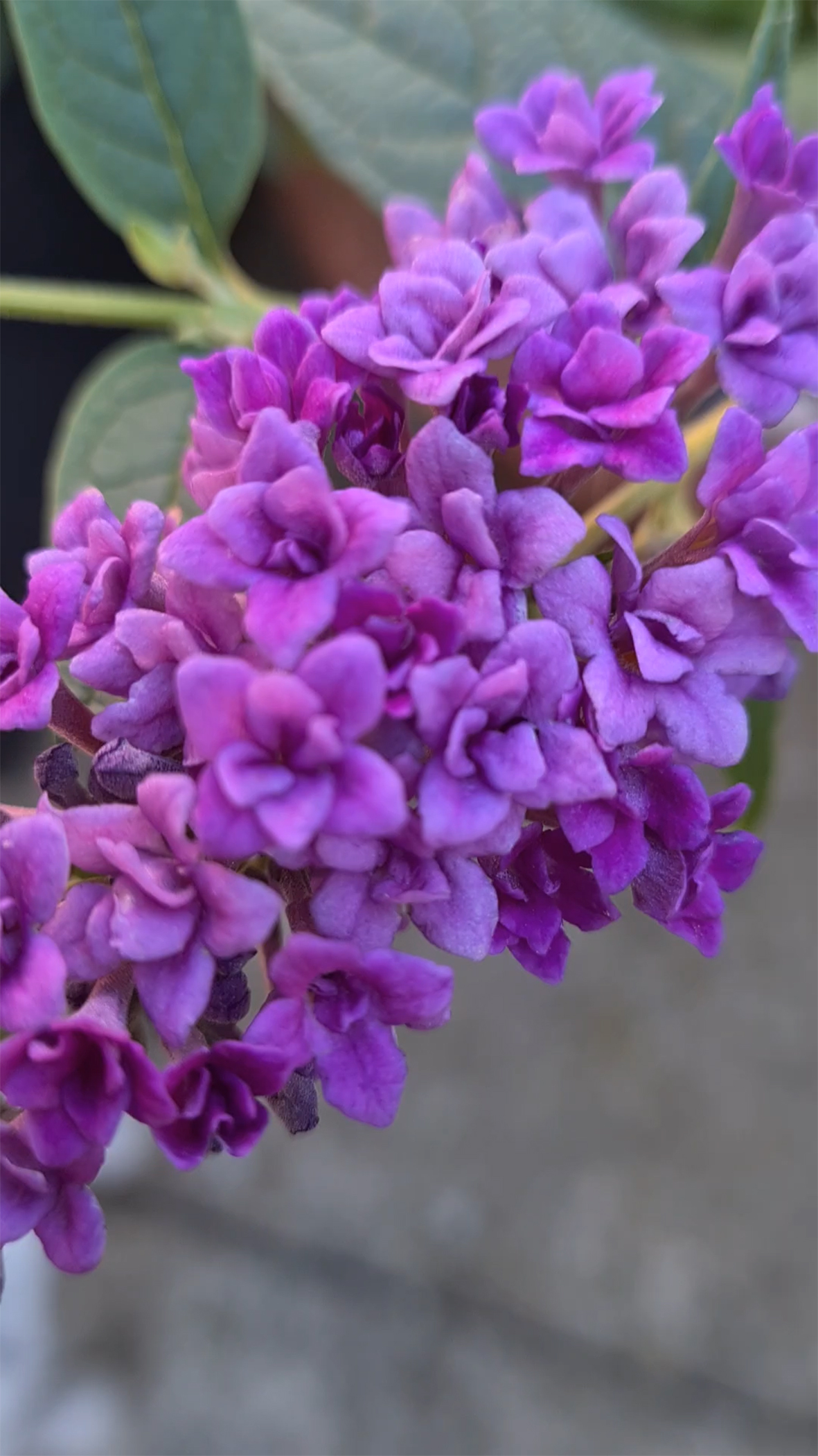 Buddleja-Floral-Fanfare
