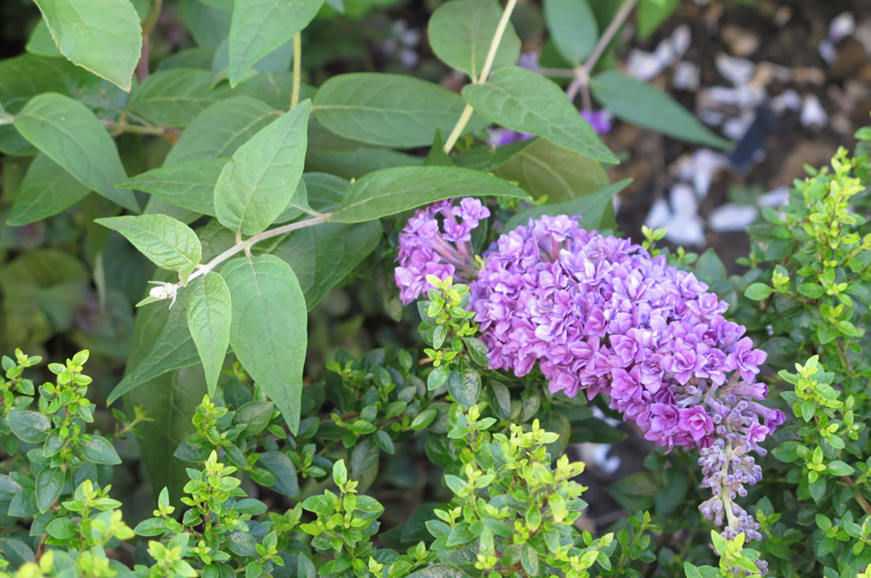 Buddleja-Floral-Fanfare