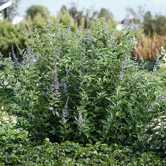 Vitex - Genesis Plant Marketing Ltd
