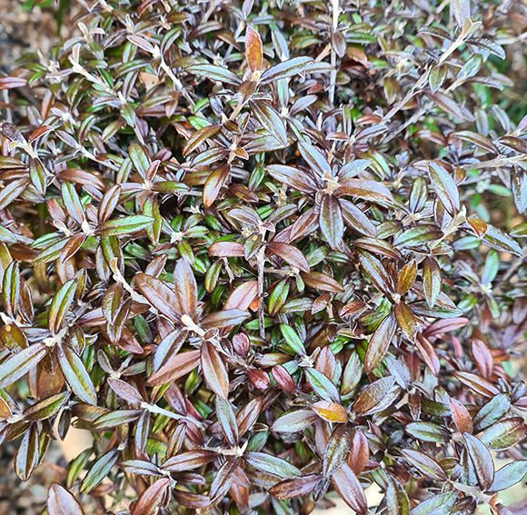 Corokia - Genesis Plant Marketing Ltd