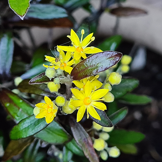 Corokia - Genesis Plant Marketing Ltd